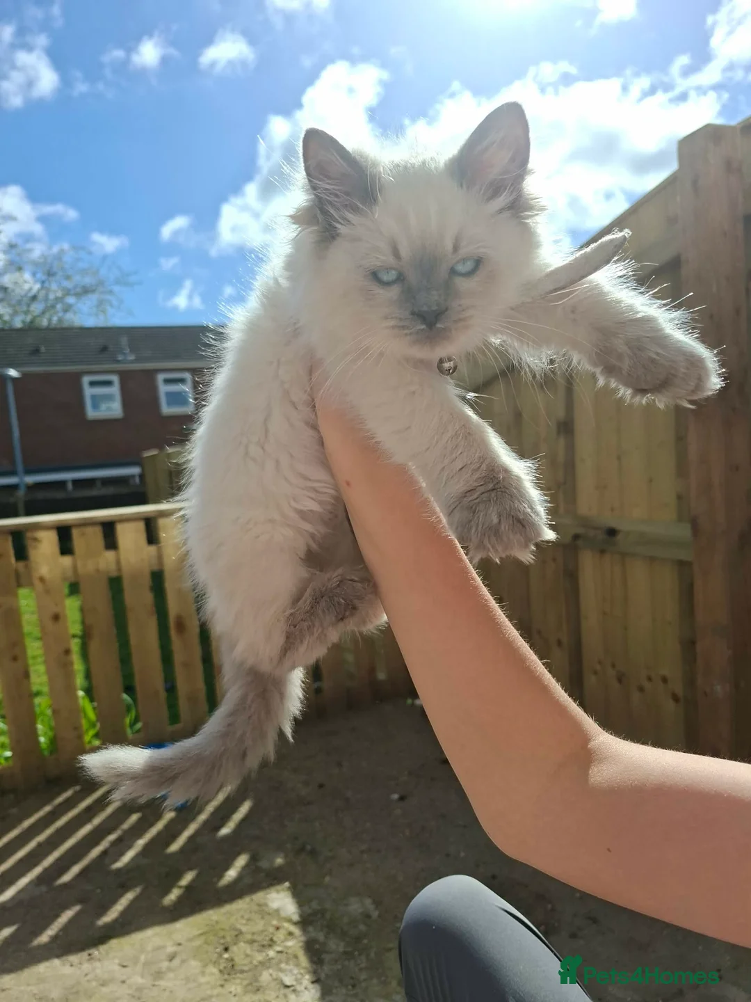 Ragdoll cats for sale: Ragdoll boy for sale  in Grimsby - Advert 8