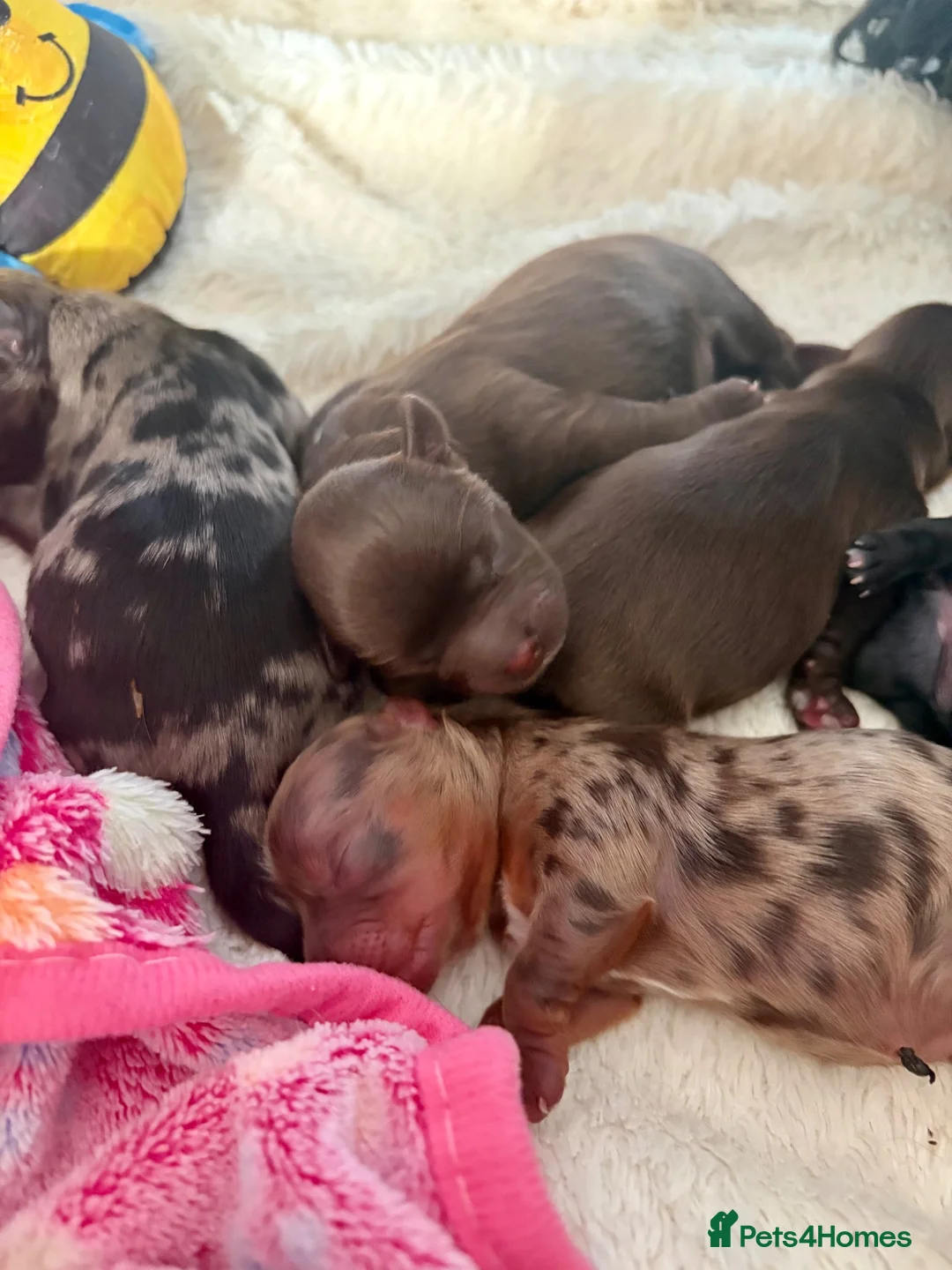 Yorkshire Terrier dogs for sale: Yorkshire terrier puppies 🩵🩷 - Advert 2