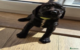 Cocker Spaniel dogs for sale: Outstanding cocker spaniel pups - Image 18