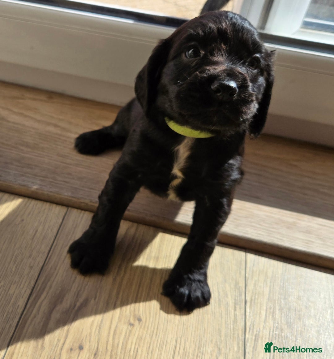Cocker Spaniel dogs for sale: Outstanding cocker spaniel pups - Image 18