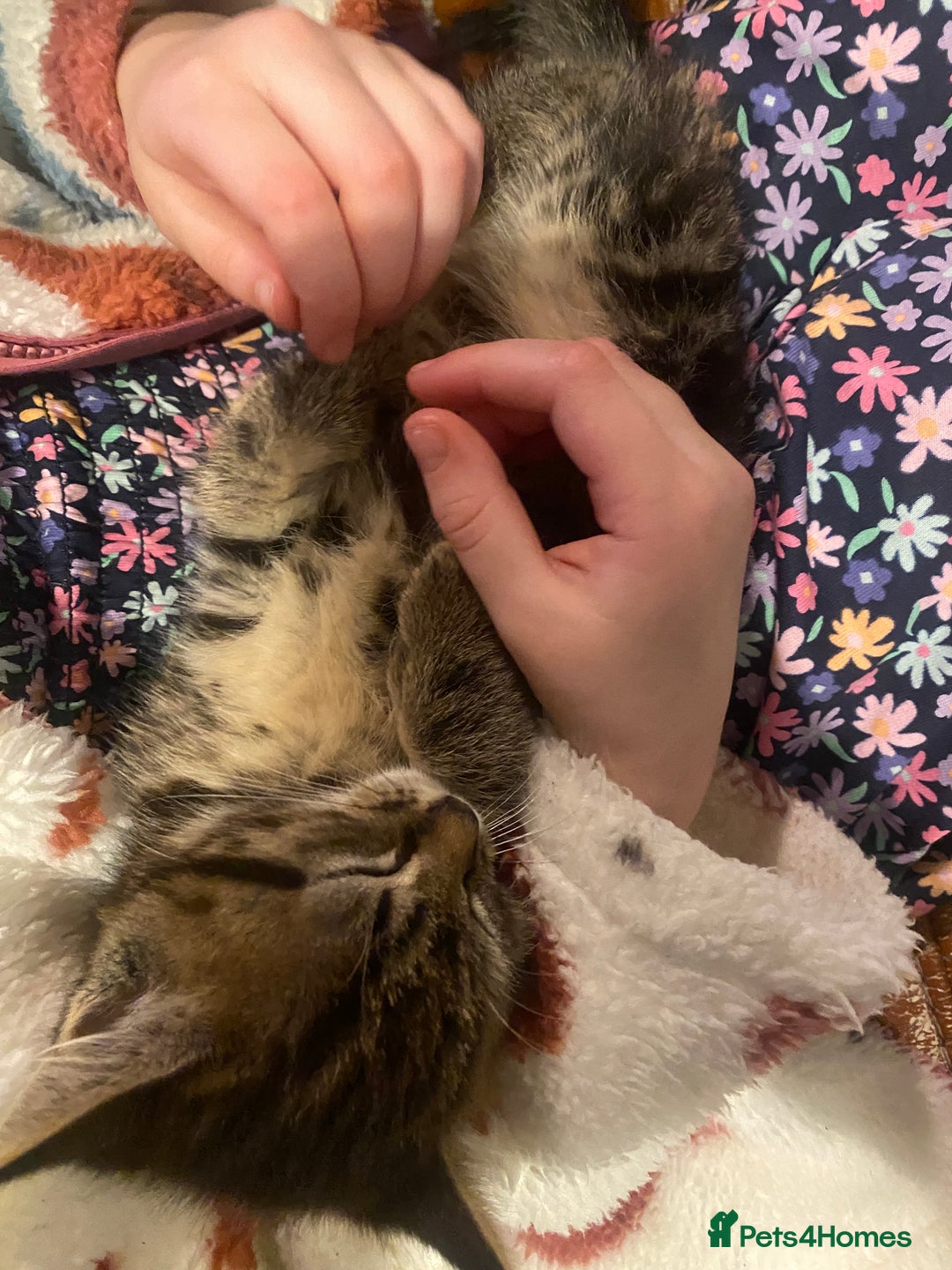 Mixed Breed cats for sale: 3 kittens available Portsmouth - Advert 7