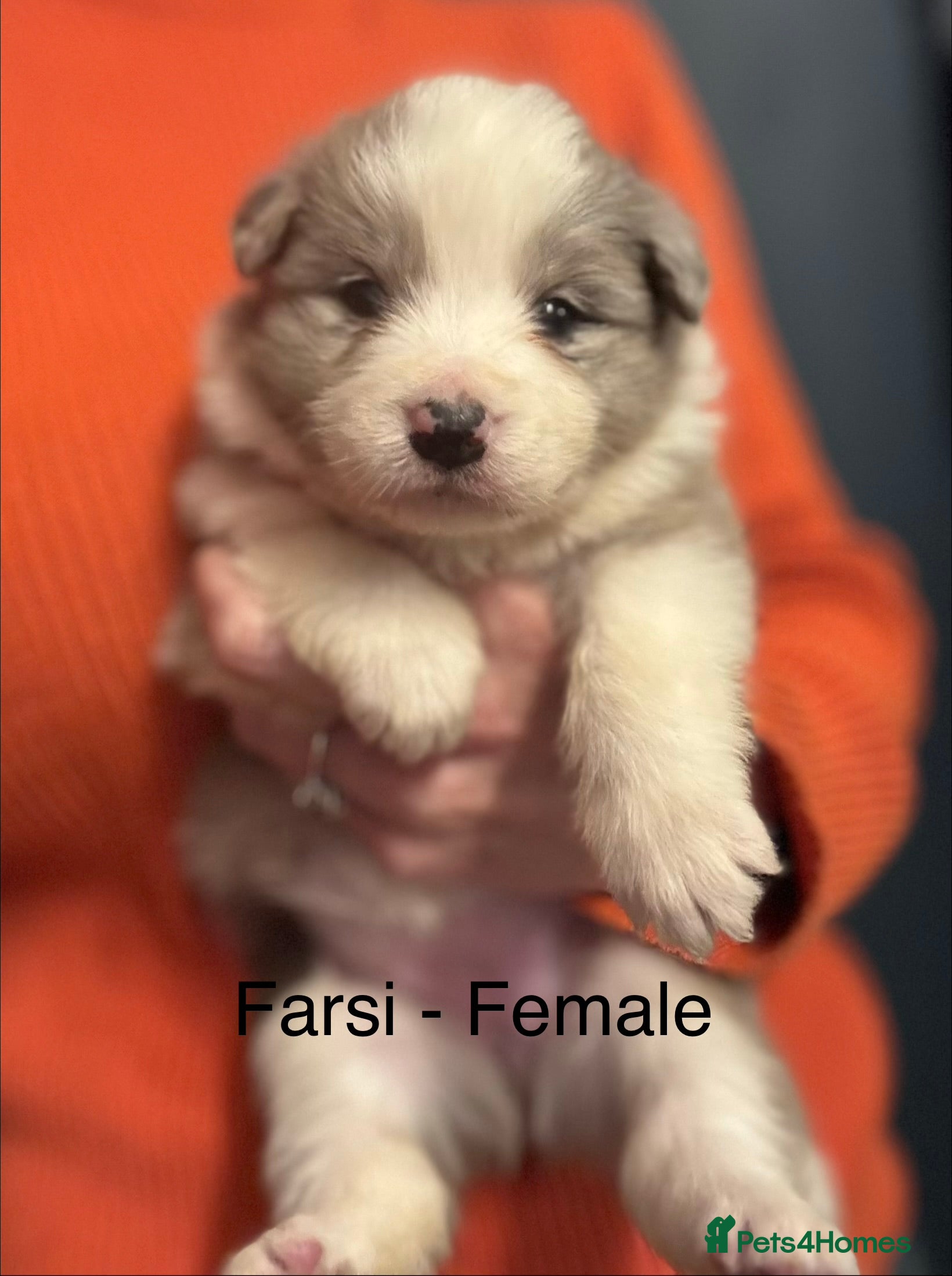 Border Collie dogs Border Collie (KC reg Pending) Puppies For Sale - Advert 5