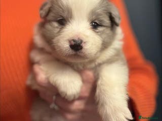 Border Collie dogs Border Collie (KC reg Pending) Puppies For Sale - Advert 5