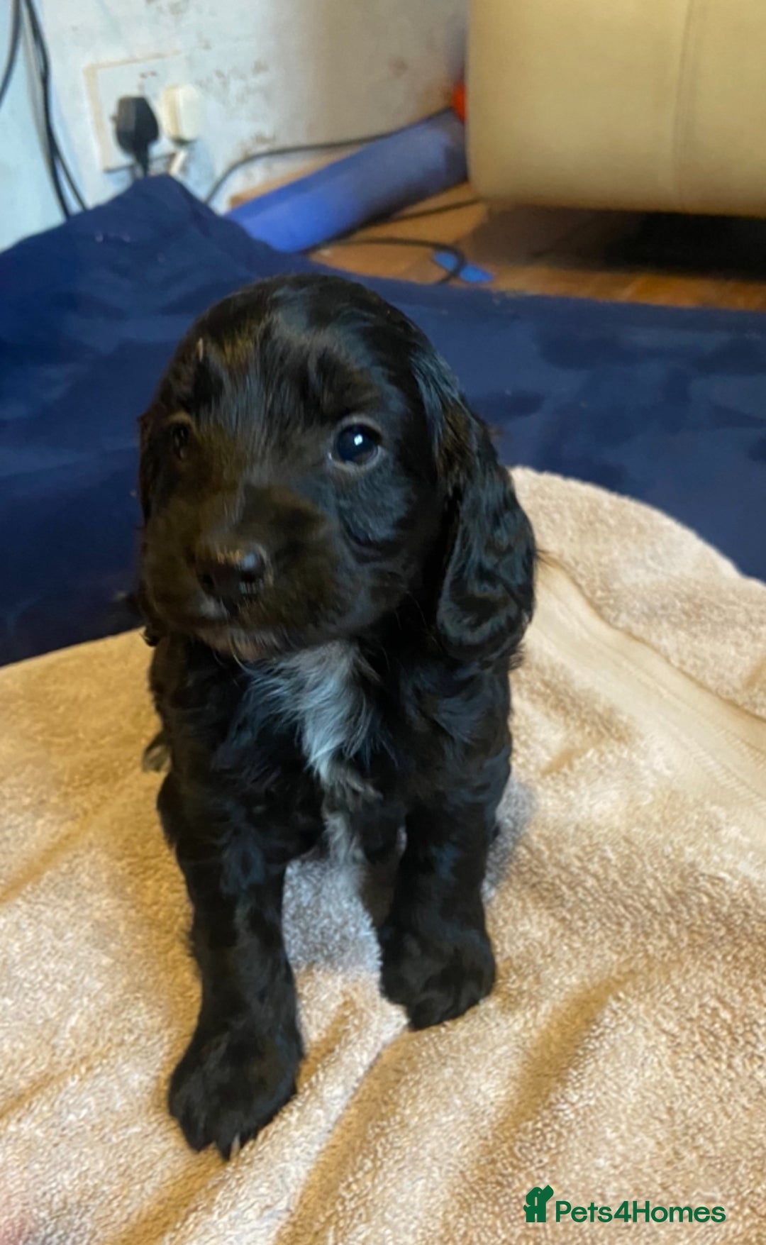 Cockapoo dogs for sale: Beautiful Blue Merle babies  - Advert 6