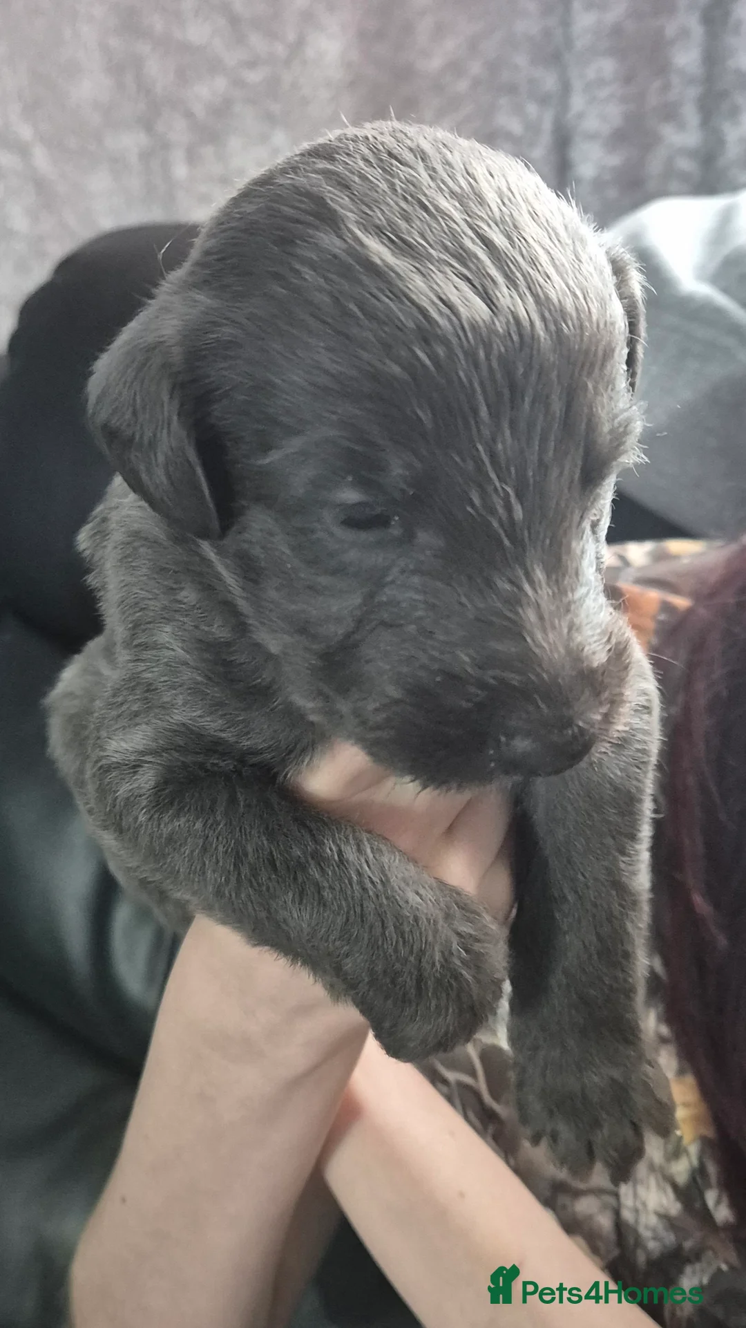 Bedlington Terrier dogs for sale: Stunning Beddlington x Whippet boys - Advert 1