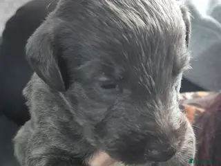 Bedlington Terrier dogs Stunning Beddlington x Whippet boys - Advert 3