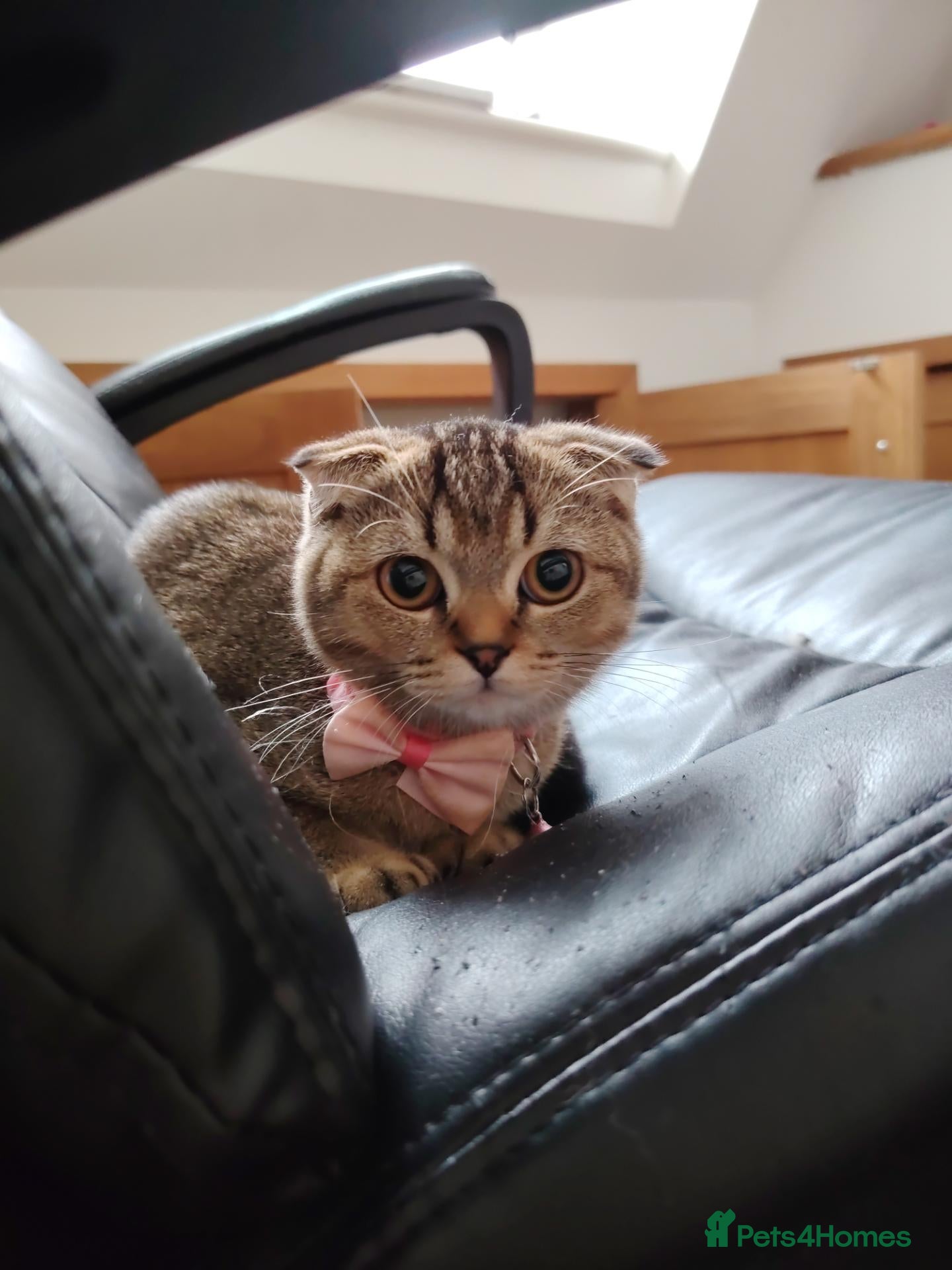 British Shorthair cats British shorthair/Scottish fold kittens  - Advert 7