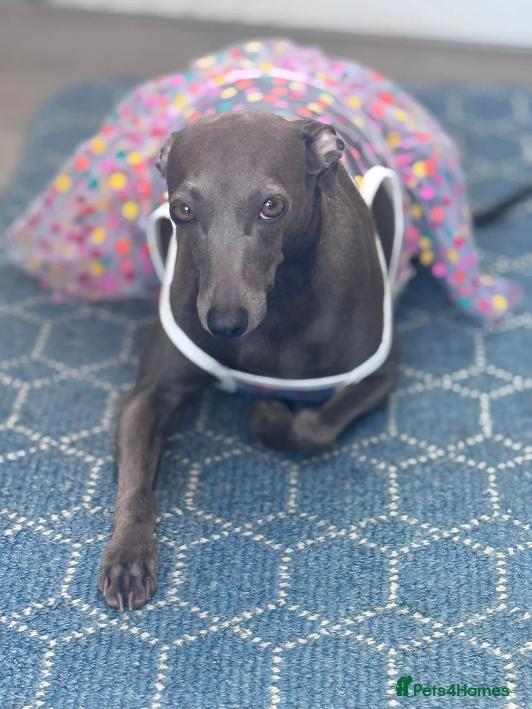 Italian Greyhound dogs for sale: Adorable and fun Italian Greyhound pups for sale. - Advert 11