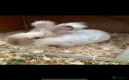 French Lop rabbits for sale: Adult rabbits to a good home.. - Image 5