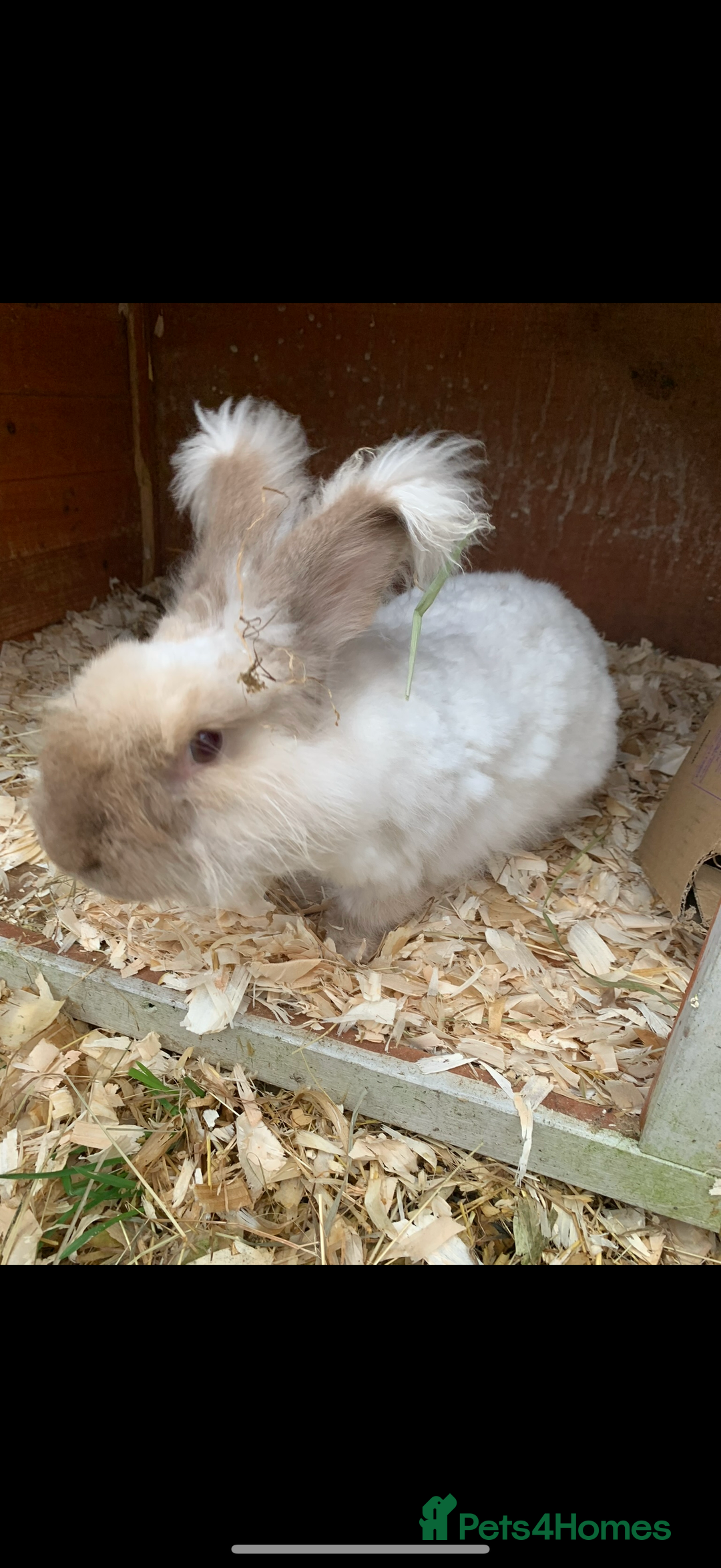 French Lop rabbits for sale: Adult rabbits to a good home.. - Image 5
