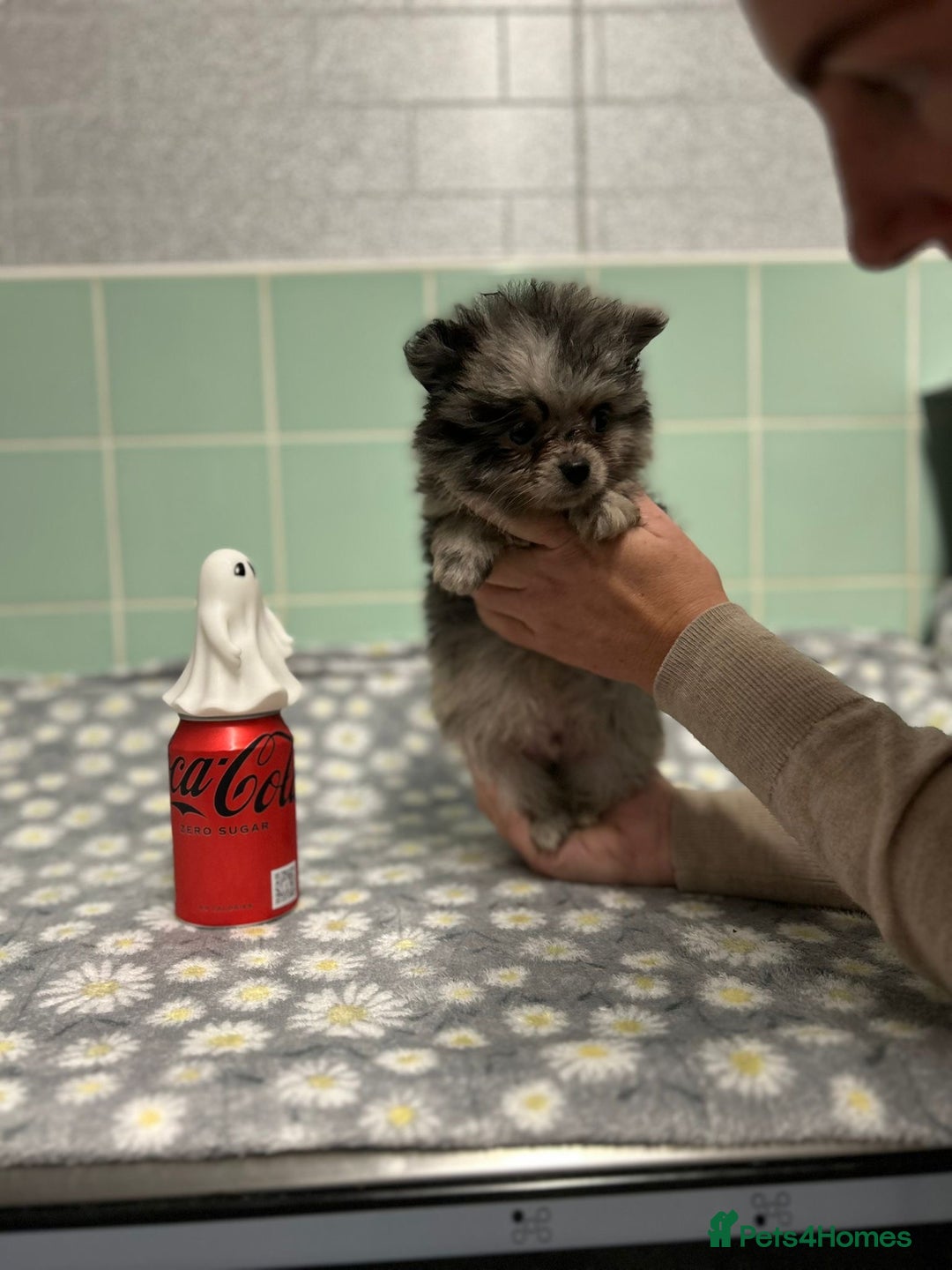 Pomeranian dogs for sale: Beautiful Pomeranian puppies  - Image 27