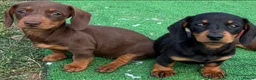 Miniature Dachshund dogs for sale: Mini dachshund puppies PR clear  - Advert 4