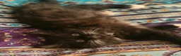 Mixed Breed cats for sale: Beautiful baby girl kitten in Maybole - Advert 5