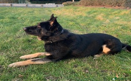 German Shepherd dogs for sale: Quality Kc Reg German shepherds - Image 11