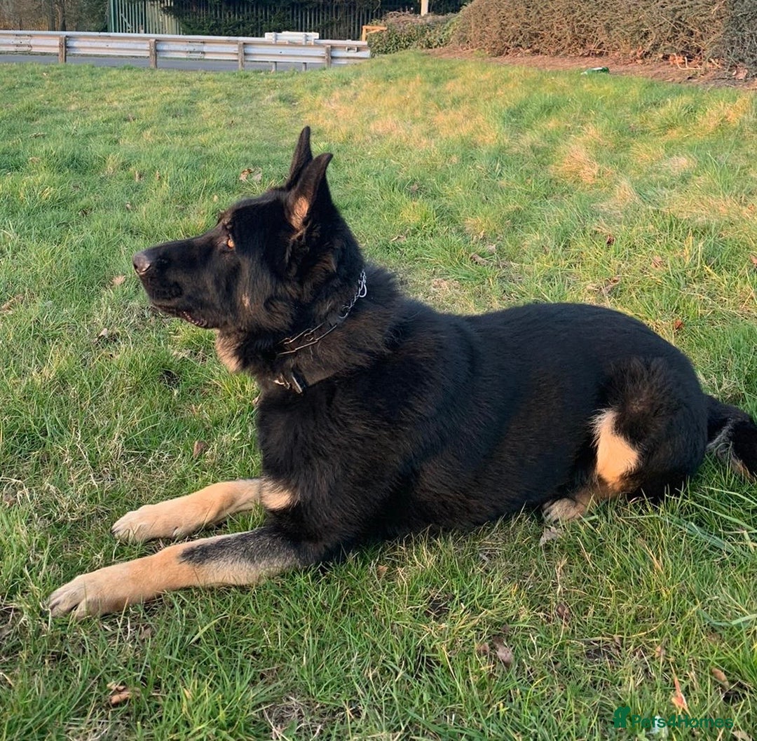 German Shepherd dogs for sale: Quality Kc Reg German shepherds - Image 11