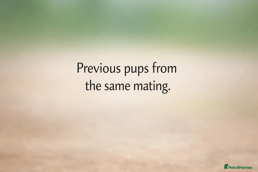 Staffordshire Bull Terrier dogs for sale: Red staffordshire bull terrier pups - Advert 7