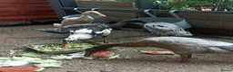 Mixed Breed livestock for sale: Indian Runner ducks  - Advert 8