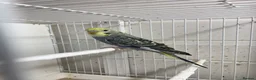 Mixed Breed birds for sale: Young budgies ready now - Advert 6