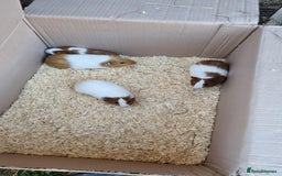 Guinea Pig rodents for sale: 8 week old female guineapigs - Image 3