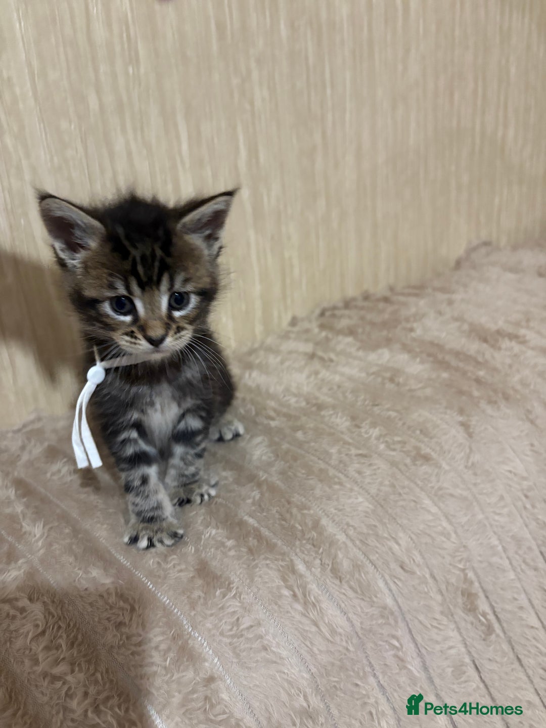 Maine Coon cats for sale: Maine Coon Type Kittens — Fluffy, Friendly - Advert 13