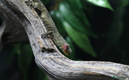 Gecko reptiles for sale: Eurydactylodes vieillardi - Chameleon gecko - Image 7