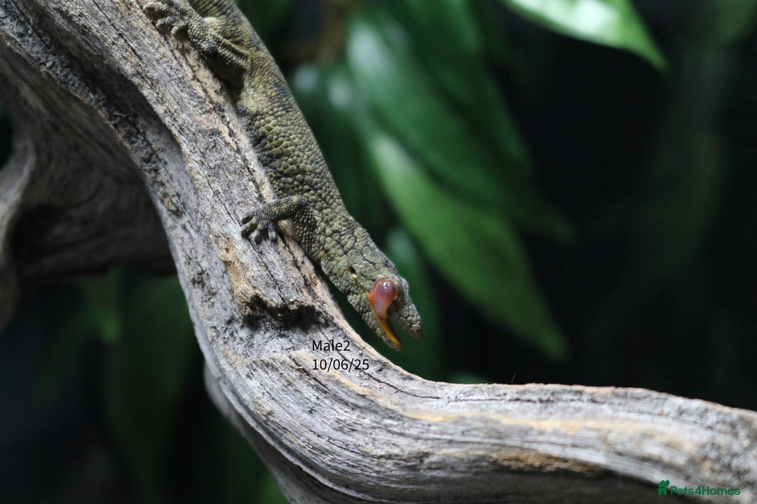 Gecko reptiles for sale: Eurydactylodes vieillardi - Chameleon gecko - Image 7