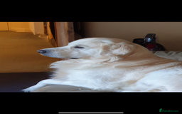 Goldador dogs for sale: Golden retriever X goldador  - Image 9