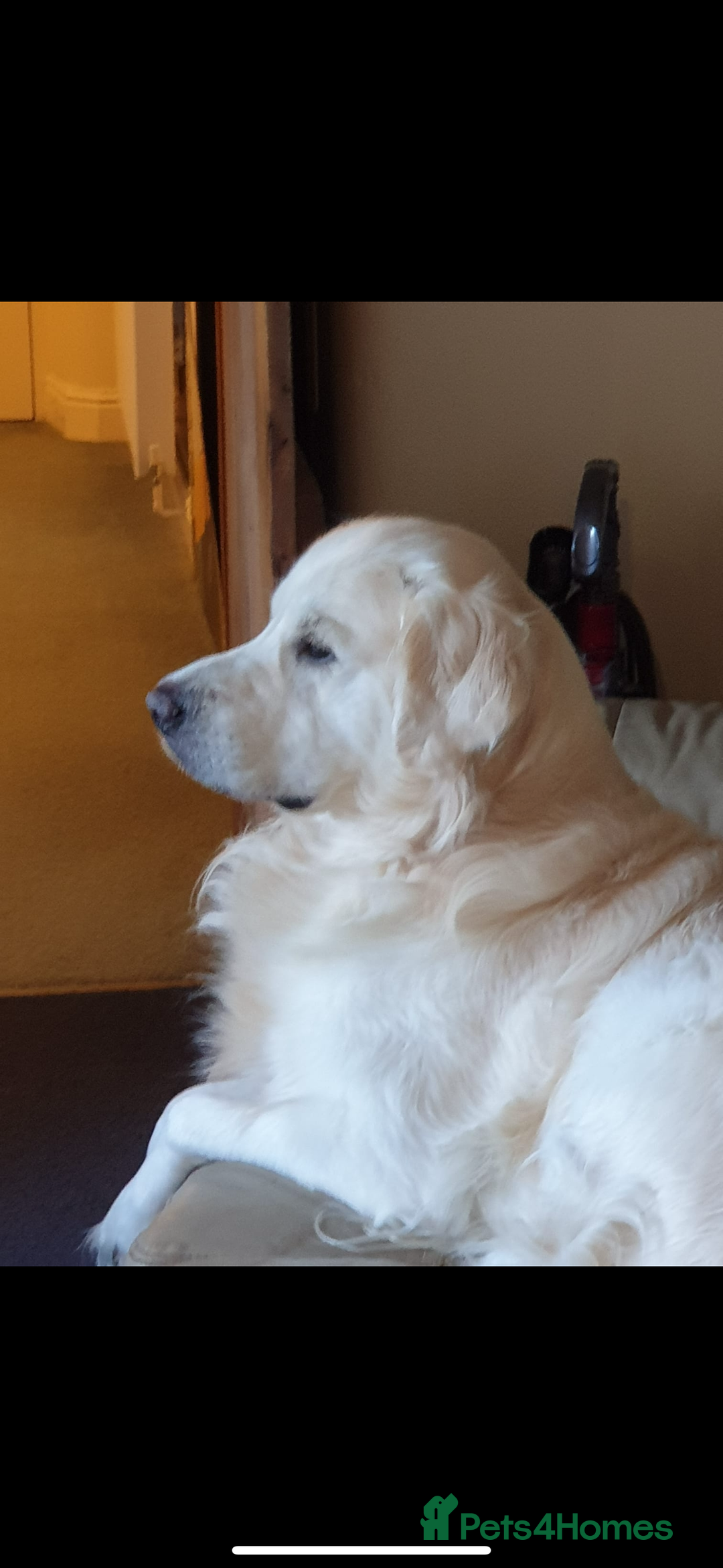 Goldador dogs for sale: Golden retriever X goldador  - Image 9