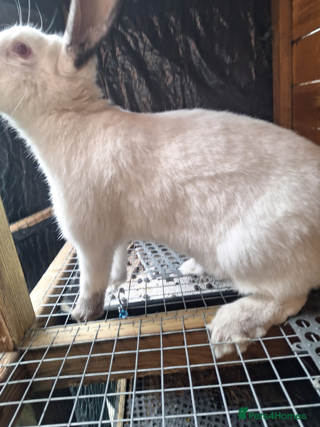 Mixed Breed rabbits for sale: New Zealand cross Californian rabbits Colony - Advert 7