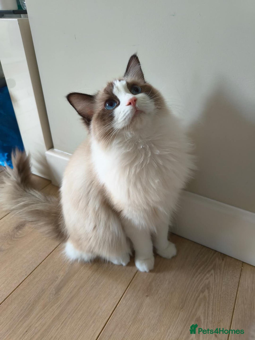 Ragdoll cats for sale: Pure Ragdoll kitten for sale  - Image 4