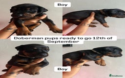 Dobermann dogs for sale: ⭐️DOBERMAN🐾PUPPIES⭐️🐶AVAILABLE🐾MID🐾SEPTEMBER🐶 - Image 23