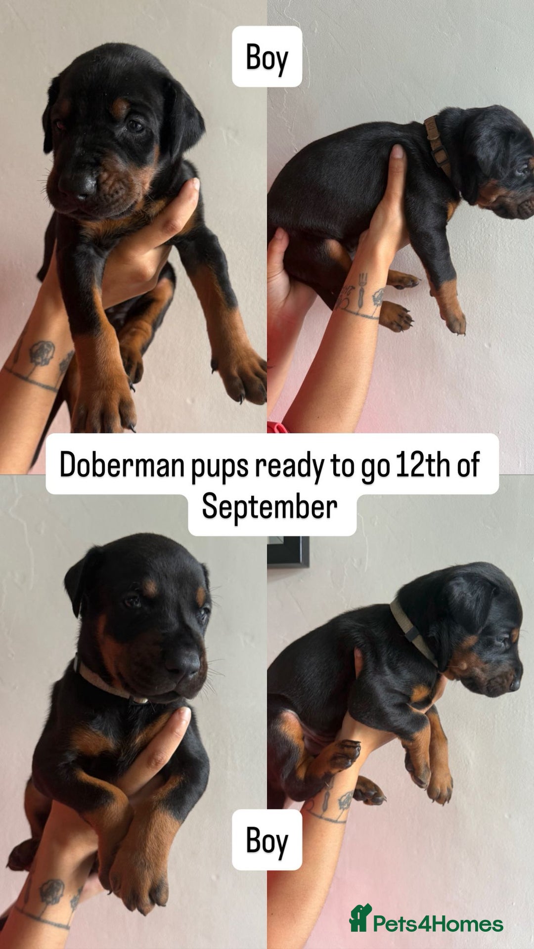 Dobermann dogs for sale: ⭐️DOBERMAN🐾PUPPIES⭐️🐶AVAILABLE🐾MID🐾SEPTEMBER🐶 - Image 23