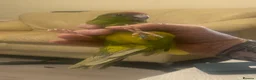 Parrots birds for sale: Hand reared Kakariki  - Advert 22