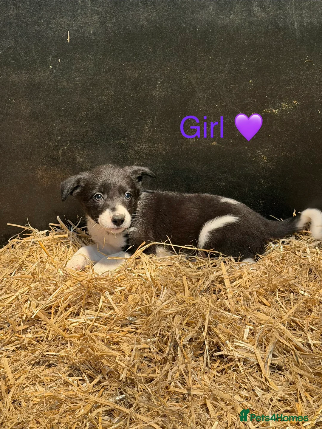 Mixed Breed dogs for sale: Chunky Tri coloured Collie pups for sale - Advert 10