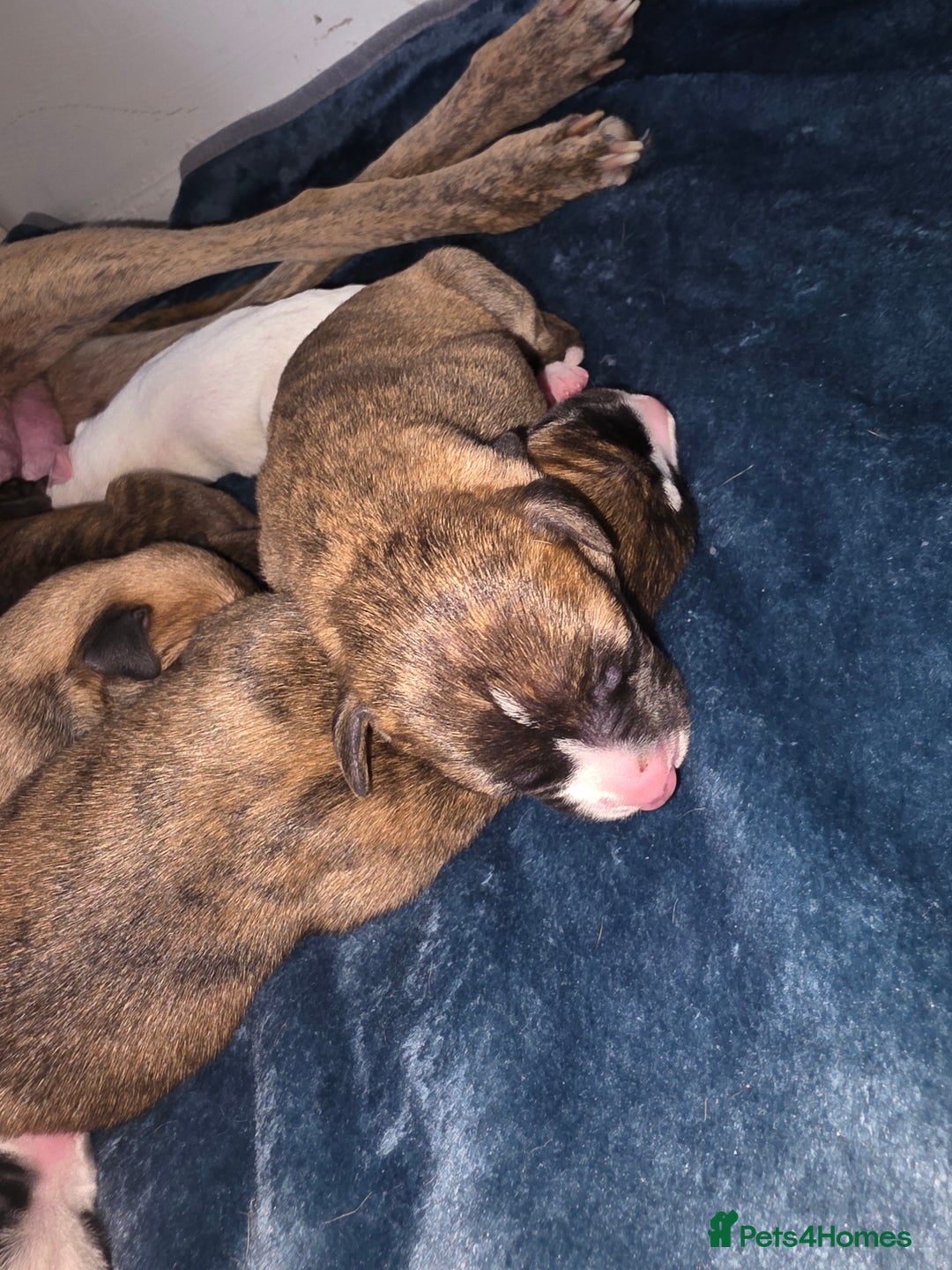 Mixed Breed dogs for sale: Pups ready around the 19th December  - Image 7
