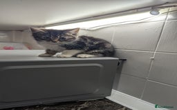 European cats for sale: Female kittens  - Image 1