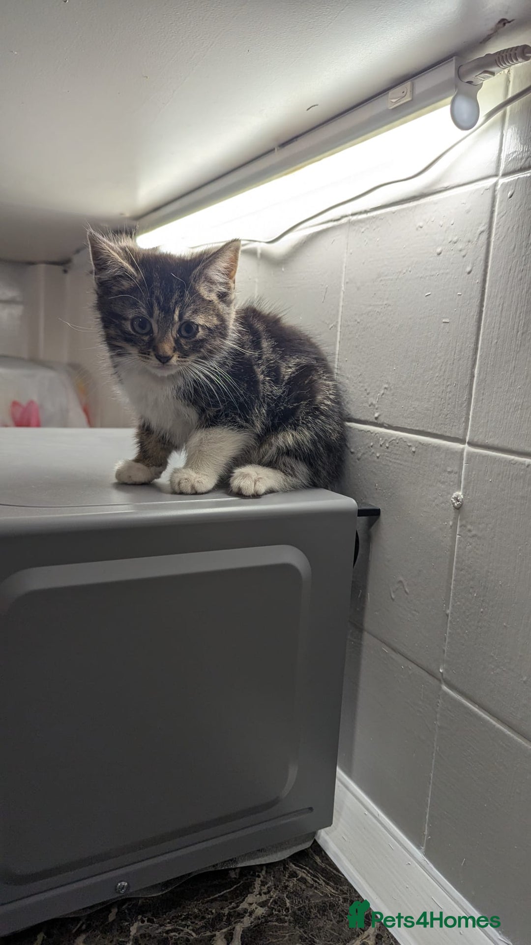 European cats for sale: Female kittens  - Image 1