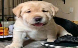 Labrador Retriever dogs for sale: Adorable Labrador Retriever Pups - Image 7