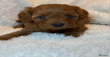Cavapoo dogs - Advert 2