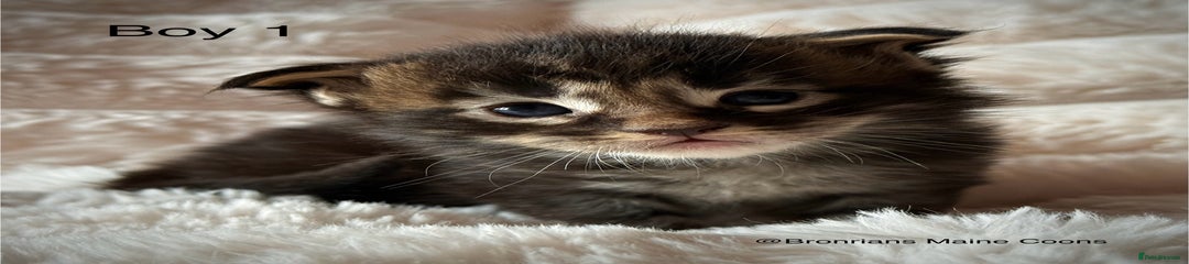 Black Tabby Boy 1