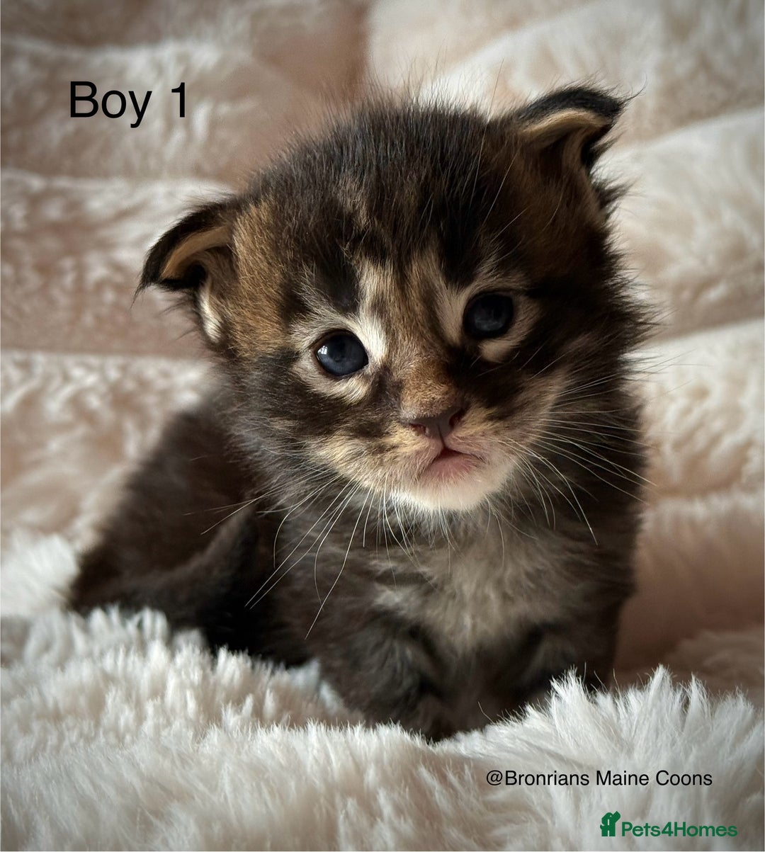 Maine Coon cats for sale: GCCF MAINE COON KITTENS (ACTIVE REG AVAILABLE) - Image 2