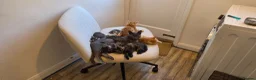 Mixed Breed cats for sale: Maine coon kittens available in Peterborough - Advert 4