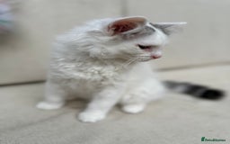 Siberian cats for sale: TICA Siberian Kittens Hypoallergenic Family Raised - Image 10
