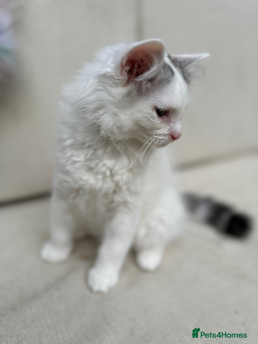 Siberian cats for sale: TICA Siberian Kittens Hypoallergenic Family Raised - Image 10