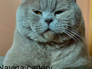 British Shorthair cats Stunning lilac boy for stud, active GCCF andTICA! in Mansfield - Advert 9
