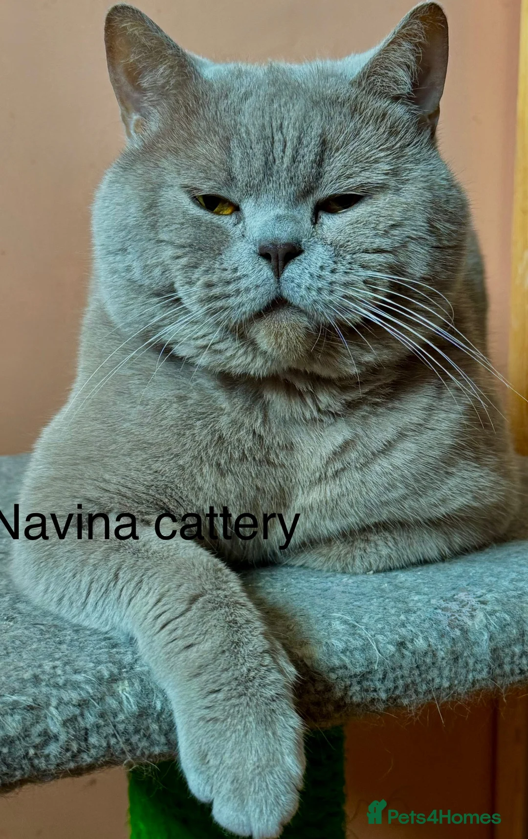 British Shorthair cats for stud: Stunning lilac boy for stud, active GCCF andTICA! in Mansfield - Advert 1