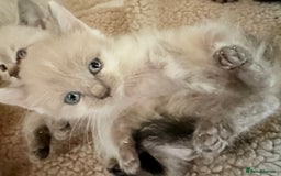 Ragdoll cats for sale: Ragdoll kittens **3** left - Image 3