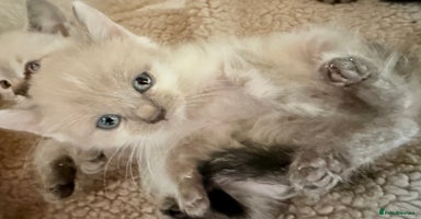 Ragdoll cats - Advert 4