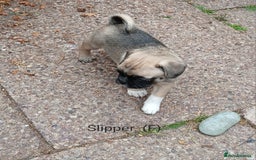 Pug dogs for sale: 4 beautiful Pug puppies for sale. - Image 14