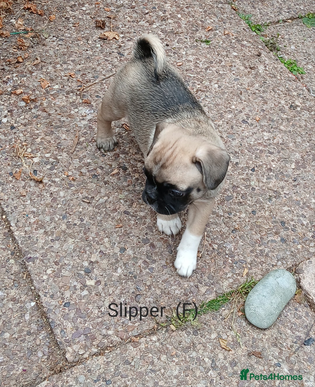 Pug dogs for sale: 4 beautiful Pug puppies for sale. - Image 14